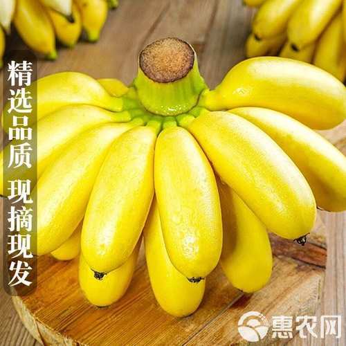 广西小米蕉新鲜香蕉当季水果小芭蕉现摘现发水果农产品3斤5斤9