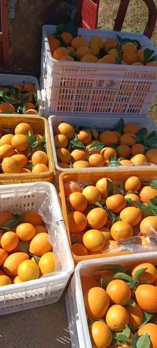 感谢大家的支持与鼓励#新鲜应季水果 #优质农产品 #橙子